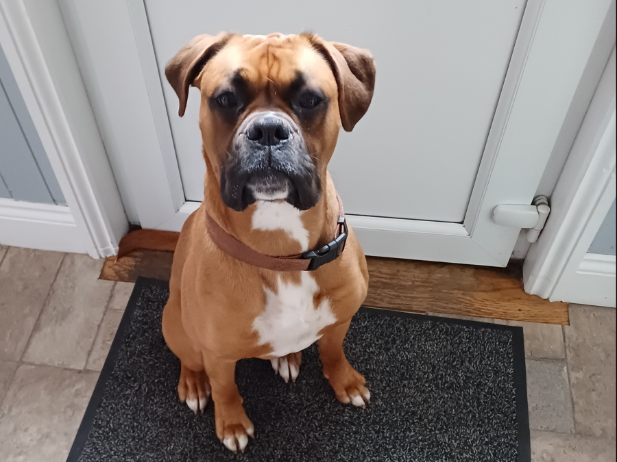 Boxer free to a very good home 2