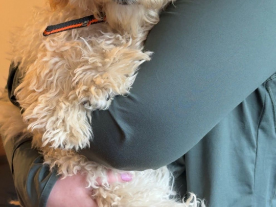 Cockapoo Alfie