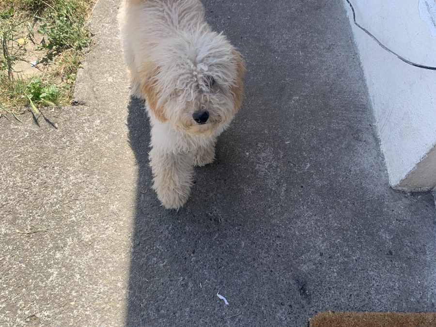 Cockapoo Alfie 2