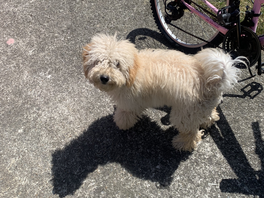 Cockapoo Alfie 3