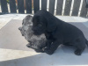 Irish Setter x Sprocker 4