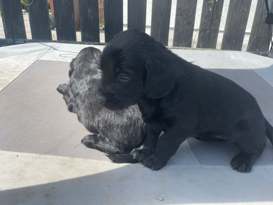 Irish Setter x Sprocker 4