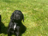 Irish Setter x Sprocker 8