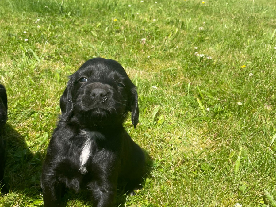 Irish Setter x Sprocker 8