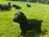 Irish Setter x Sprocker 9