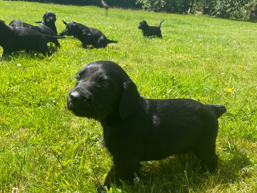 Irish Setter x Sprocker 9