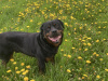 Rottweiler Boy 1