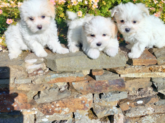 Pups for sale