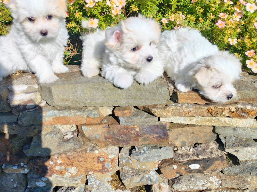 Pups for sale 3