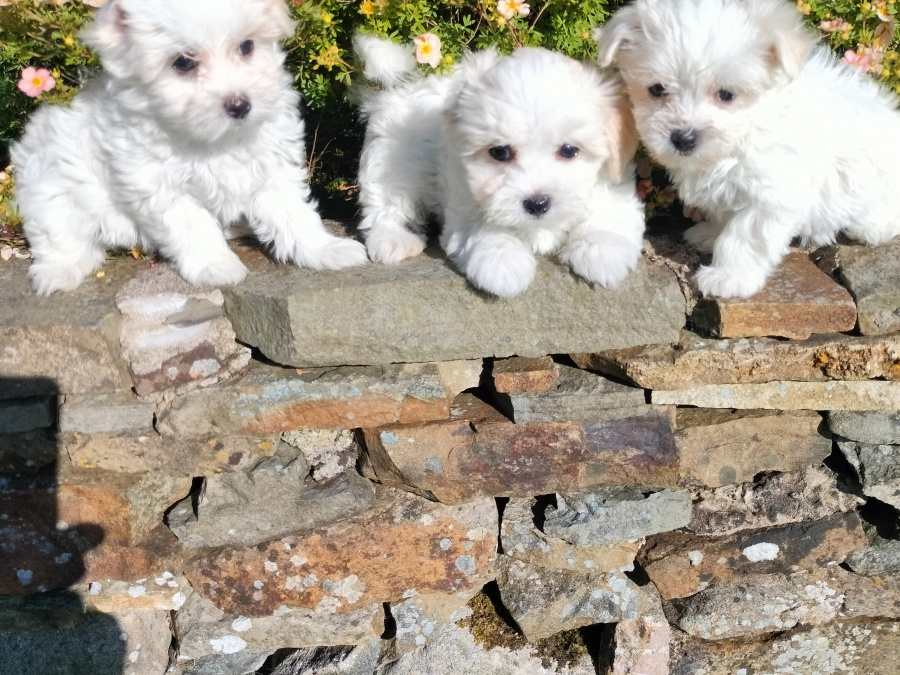 Pups for sale 2