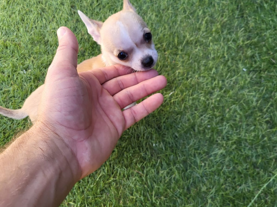 Chihuahua puppies