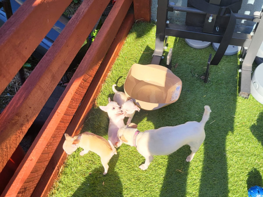 Chihuahua puppies 3