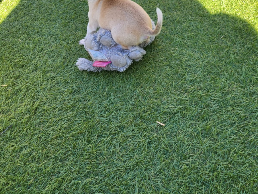 Chihuahua puppies 6