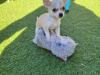 Chihuahua puppies 5