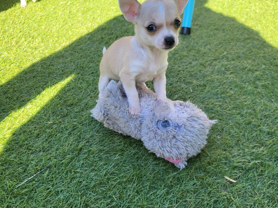 Chihuahua puppies 5