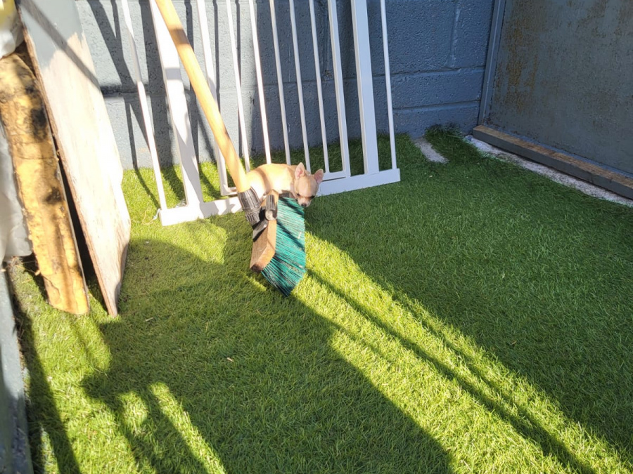 Chihuahua puppies 4
