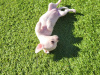 Chihuahua puppies 7