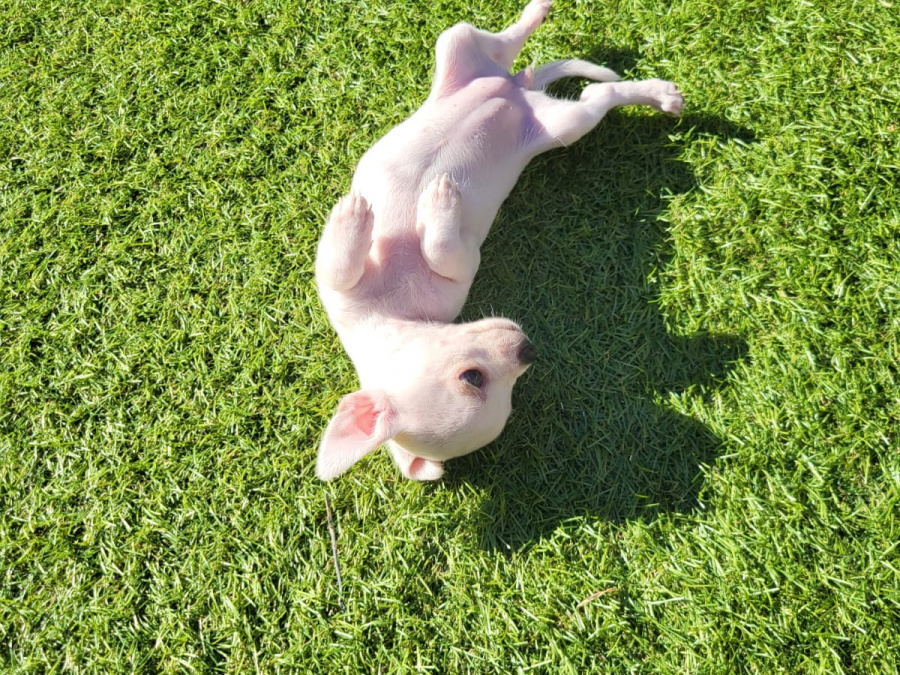 Chihuahua puppies 7