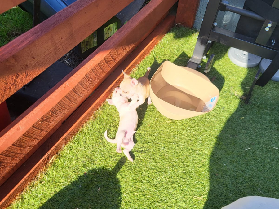 Chihuahua puppies 2