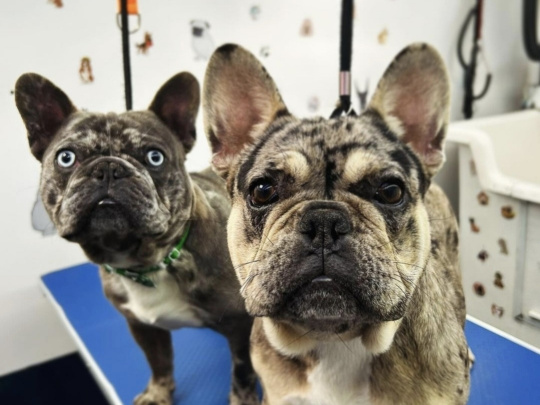 4 beautiful French bulldogs