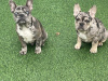 4 beautiful French bulldogs 4