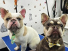 4 beautiful French bulldogs 2