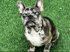 4 beautiful French bulldogs 7