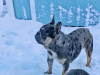 4 beautiful French bulldogs 3