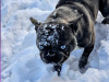 4 beautiful French bulldogs 6