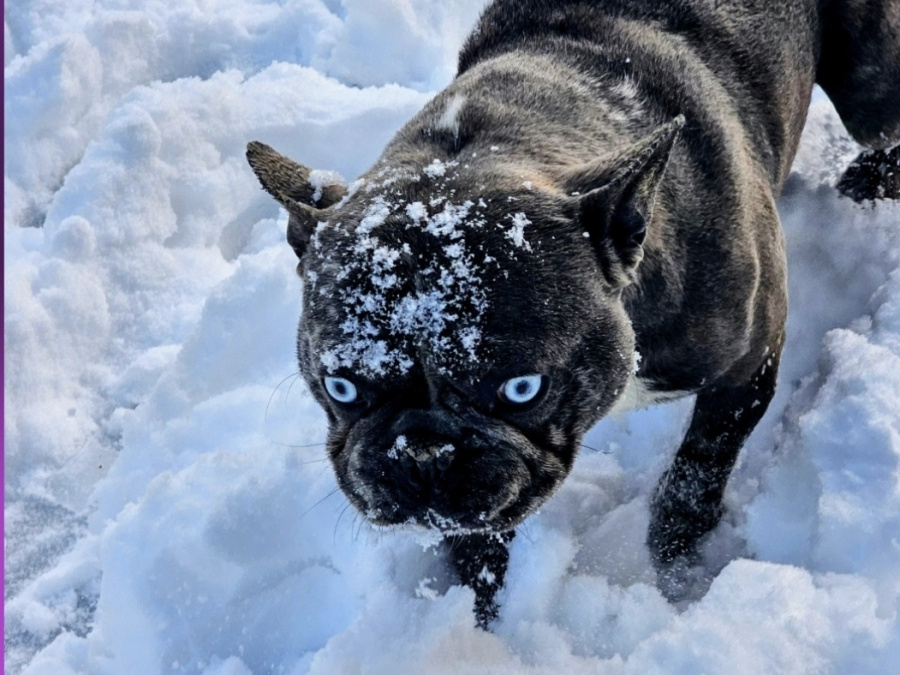4 beautiful French bulldogs 6