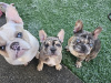 4 beautiful French bulldogs 5