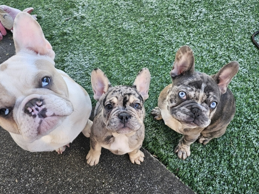 4 beautiful French bulldogs 5