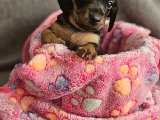Miniature Daschunds