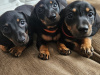 Miniature Daschunds 3