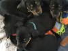 Miniature Daschunds 4