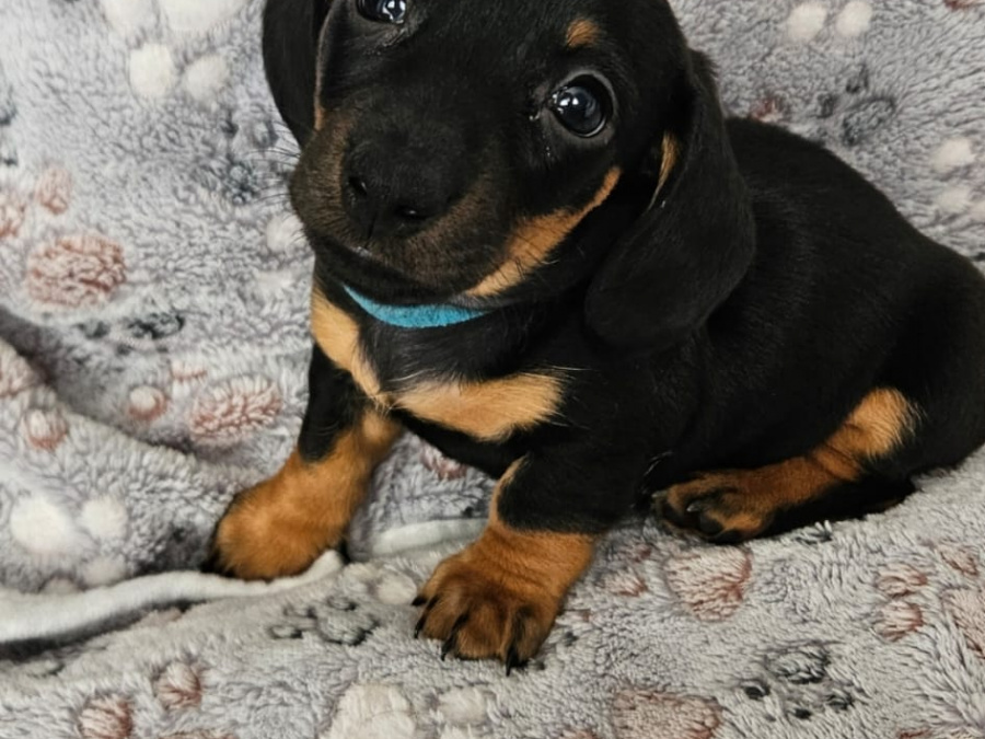 Miniature Daschunds 2