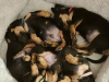 Miniature Daschunds 5