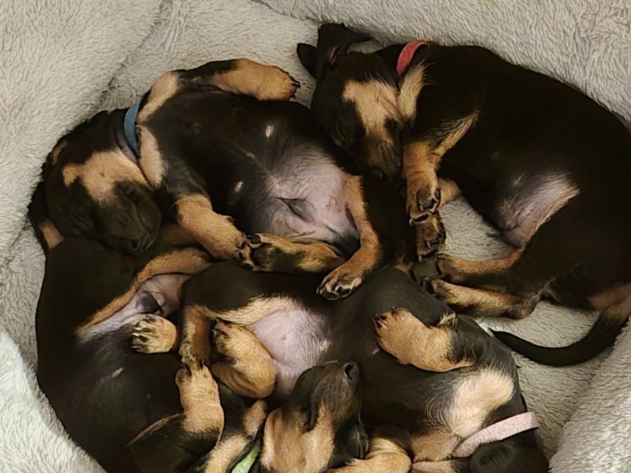 Miniature Daschunds 5