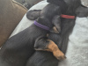 Miniature Daschunds 7