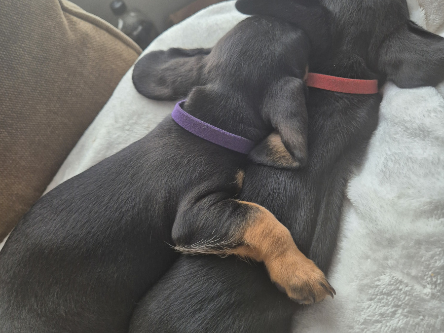 Miniature Daschunds 7