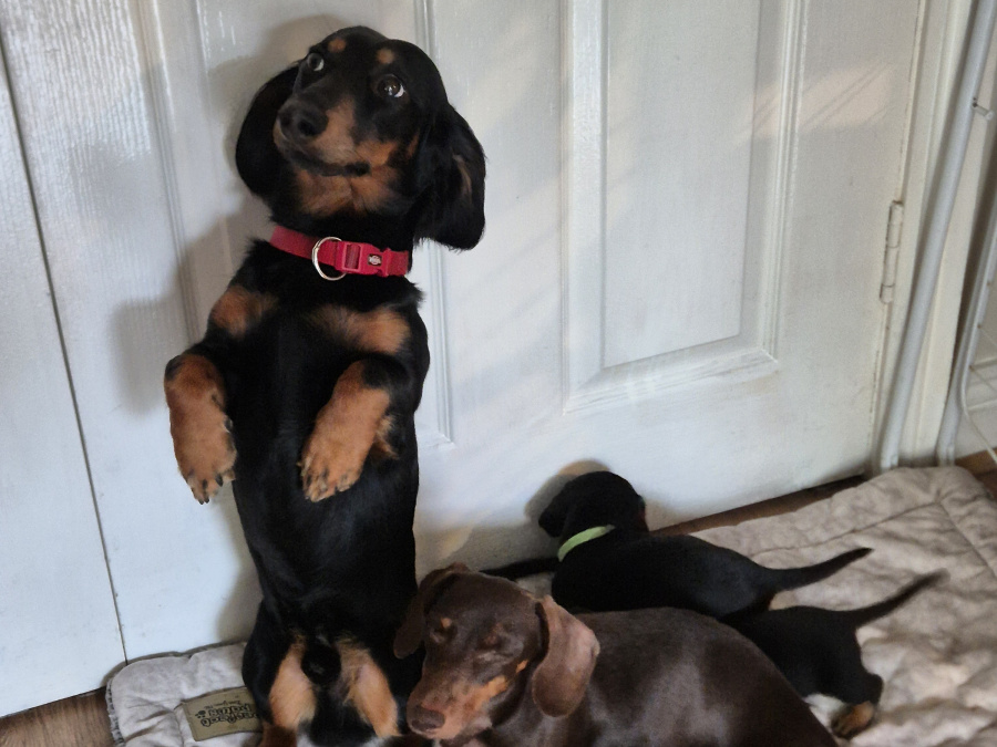 Miniature Daschunds 6