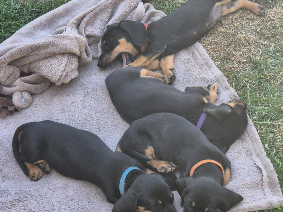 Miniature Daschunds 8