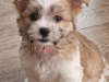Stunning Maltese mix puppies 1