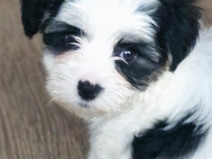Stunning Maltese mix puppies 2