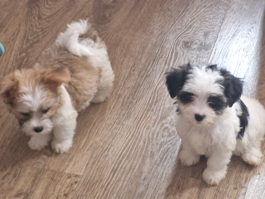 Stunning Maltese mix puppies 3