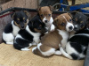 Minature Jack Russel Puppies for dale 1