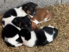 Minature Jack Russel Puppies for dale 2
