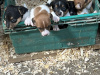 Minature Jack Russel Puppies for dale 5
