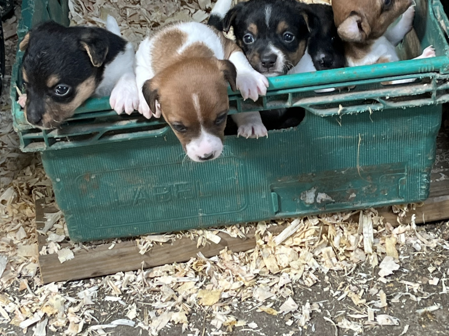 Minature Jack Russel Puppies for dale 5