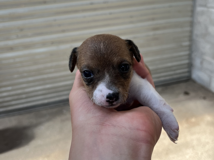Minature Jack Russel Puppies for dale 6